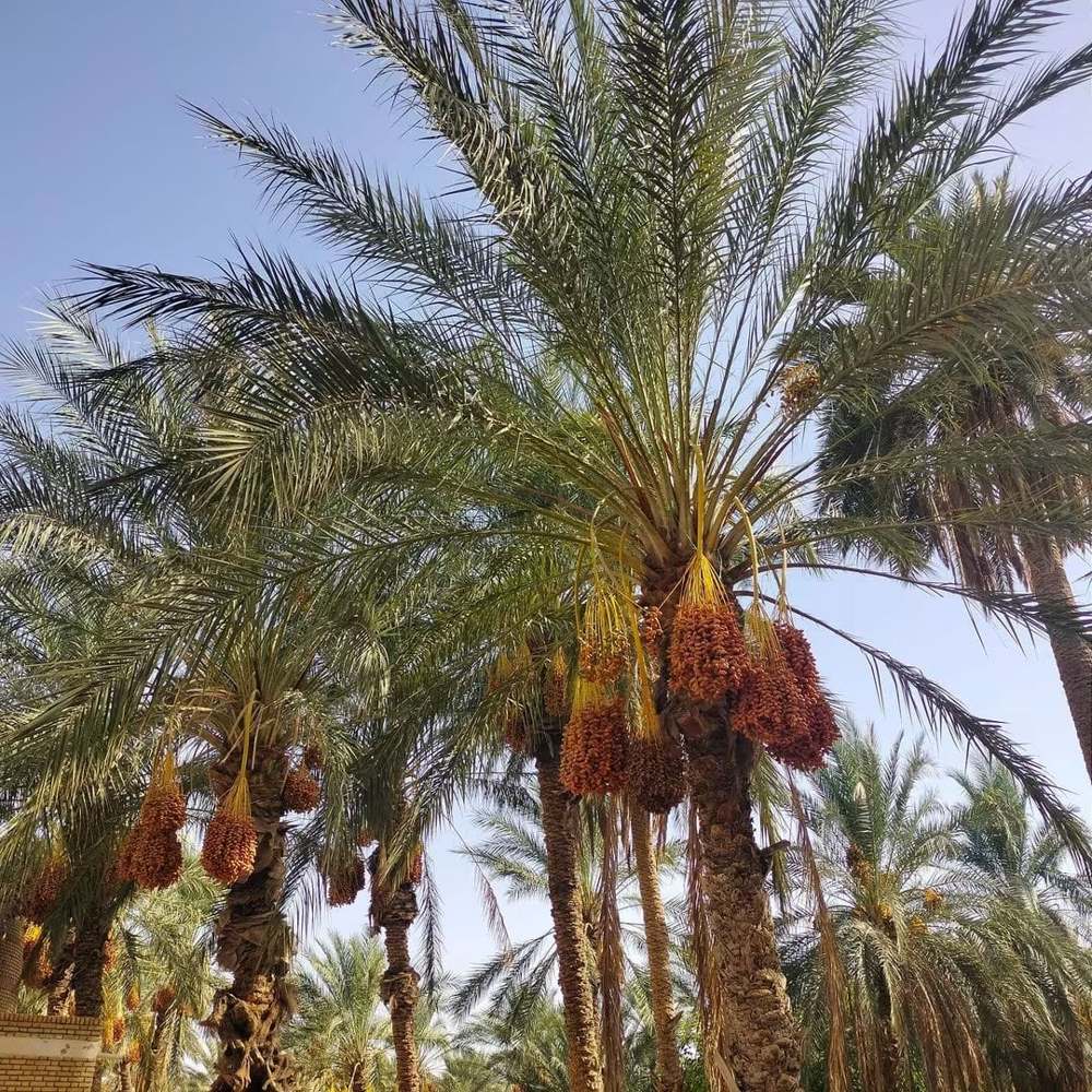 Désert et oasis de montagne — El Jem, Matmata, Tozeur, Douz — photo 2