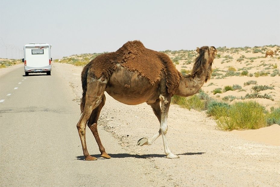 Des oasis au Sahara, à votre rythme — photo 9