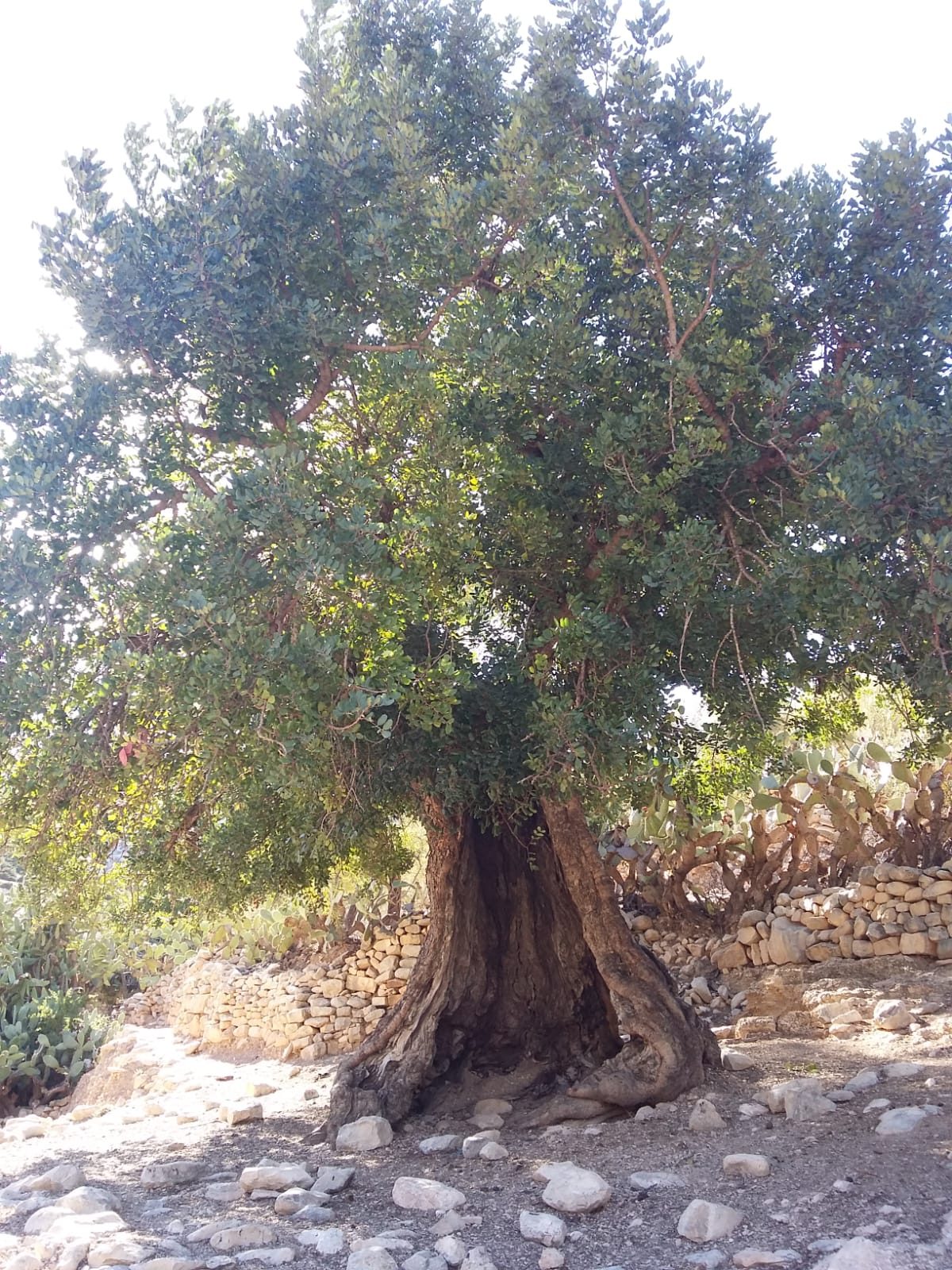 Randonnée au Djebel Oueslat : peintures rupestres et village berbère — photo 20