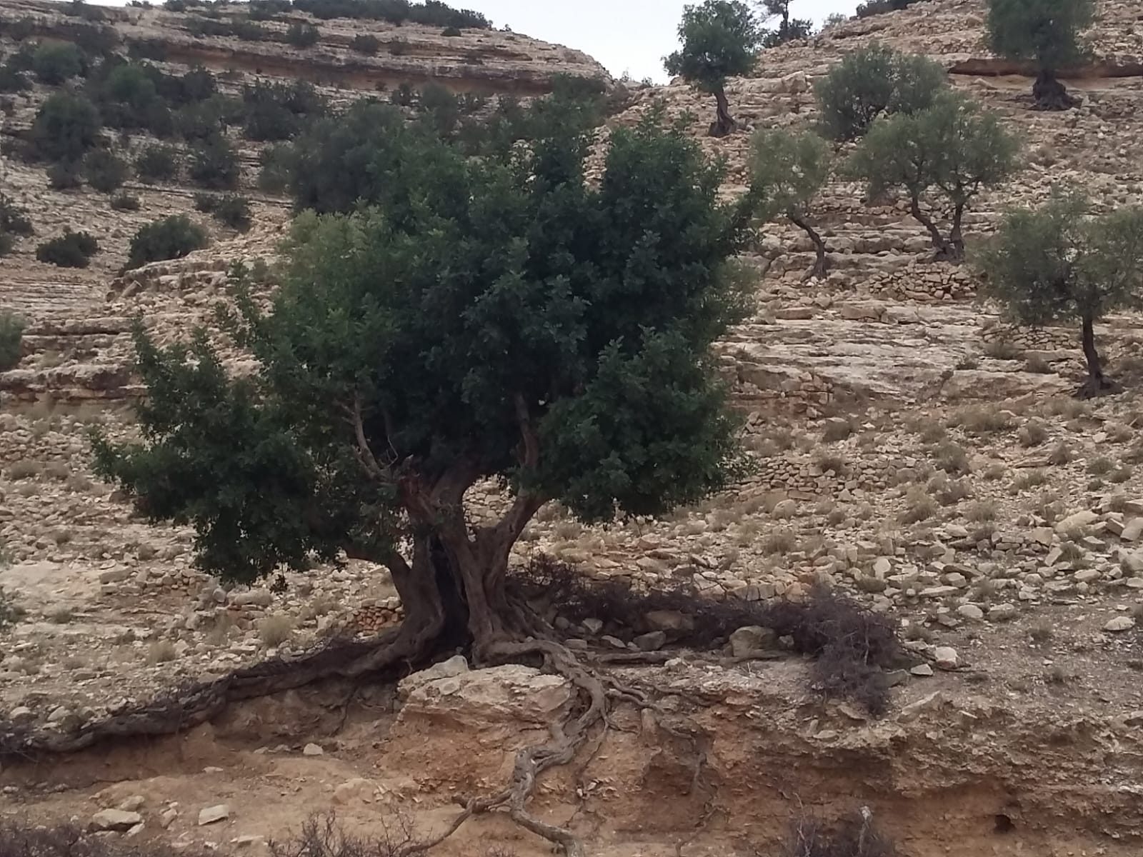 Randonnée au Djebel Oueslat : peintures rupestres et village berbère — photo 19