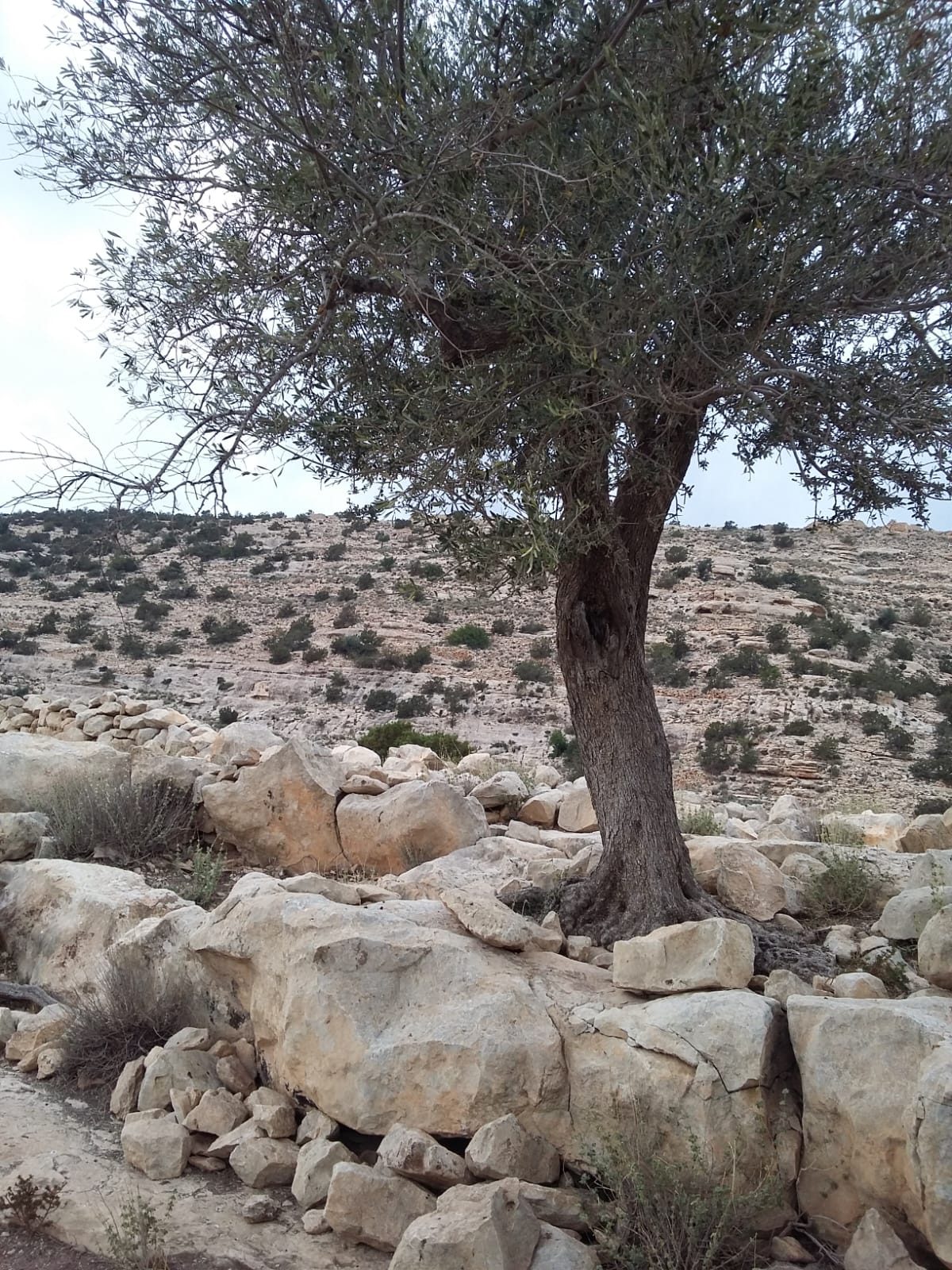 Randonnée au Djebel Oueslat : peintures rupestres et village berbère — photo 7
