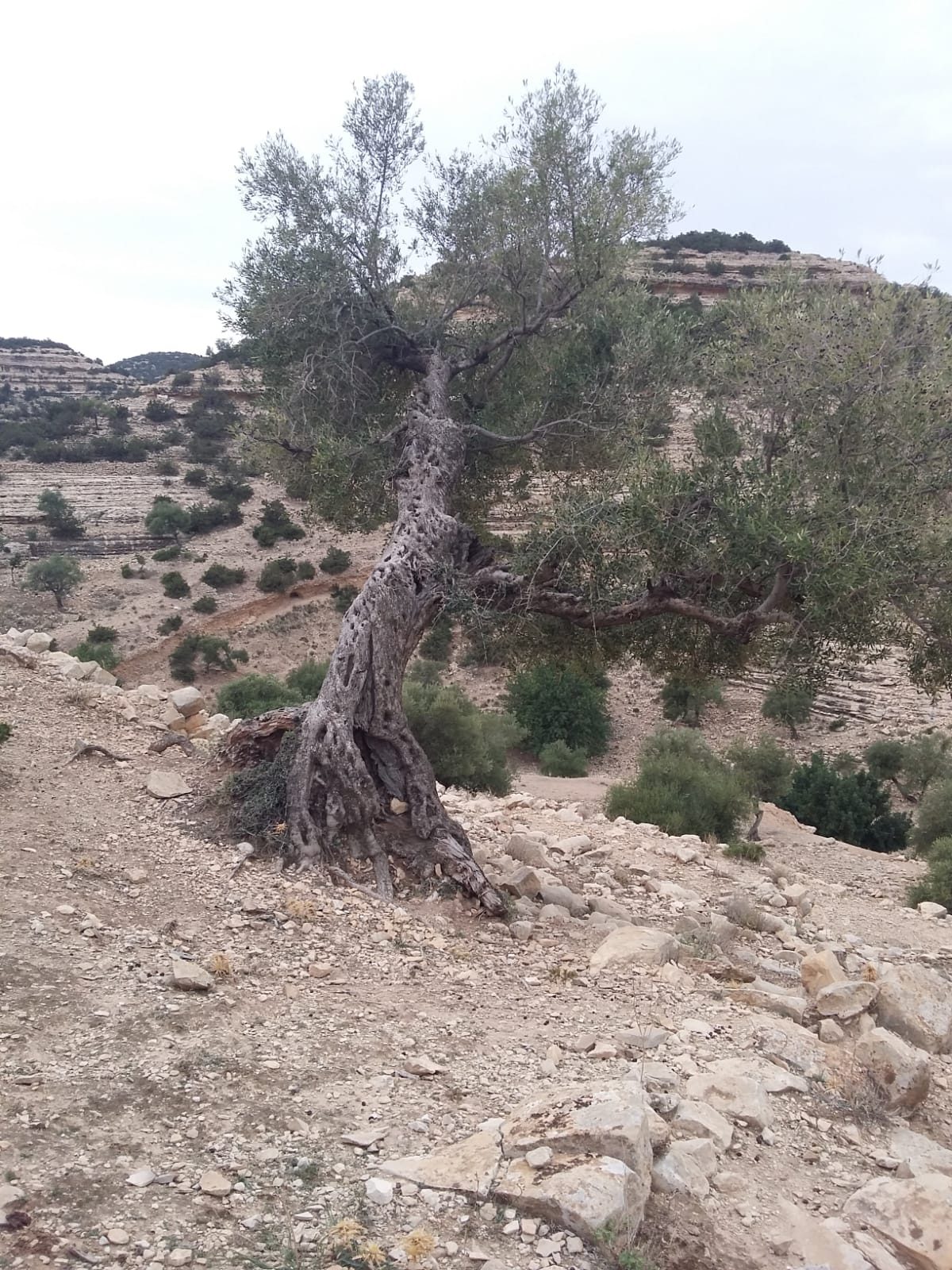 Randonnée au Djebel Oueslat : peintures rupestres et village berbère — photo 9