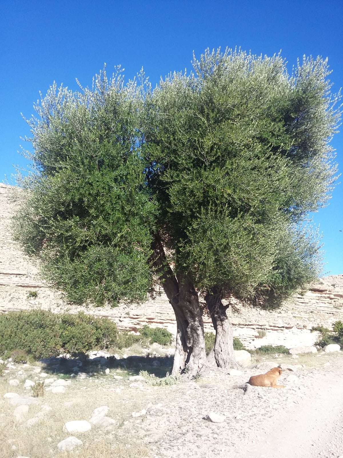 Randonnée au Djebel Oueslat : peintures rupestres et village berbère — photo 13