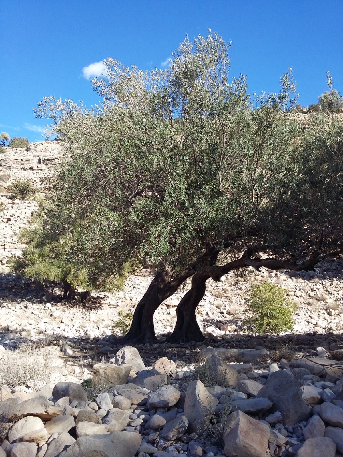 Randonnée au Djebel Oueslat : peintures rupestres et village berbère — photo 11