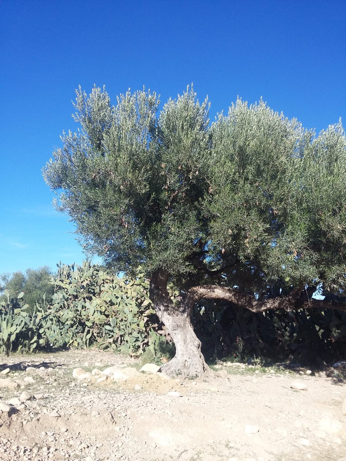 Randonnée au Djebel Oueslat : peintures rupestres et village berbère — photo 12