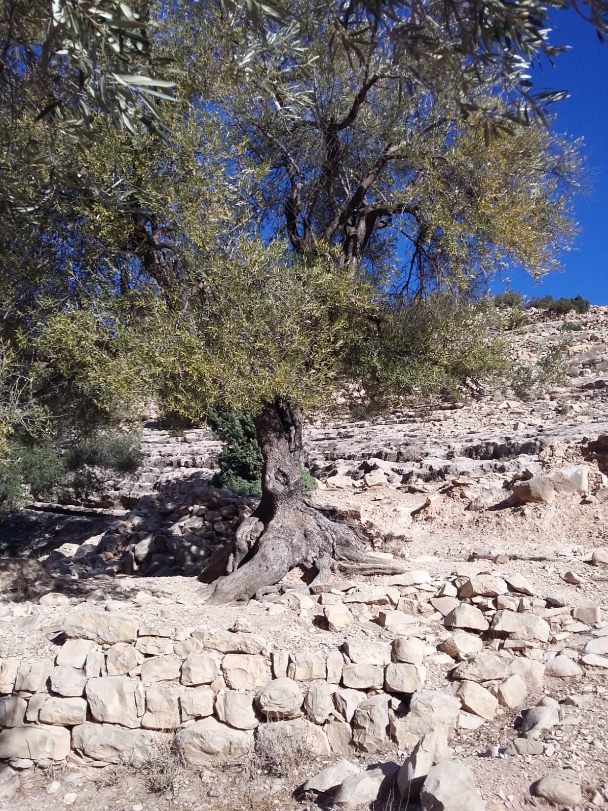 Randonnée au Djebel Oueslat : peintures rupestres et village berbère — photo 8