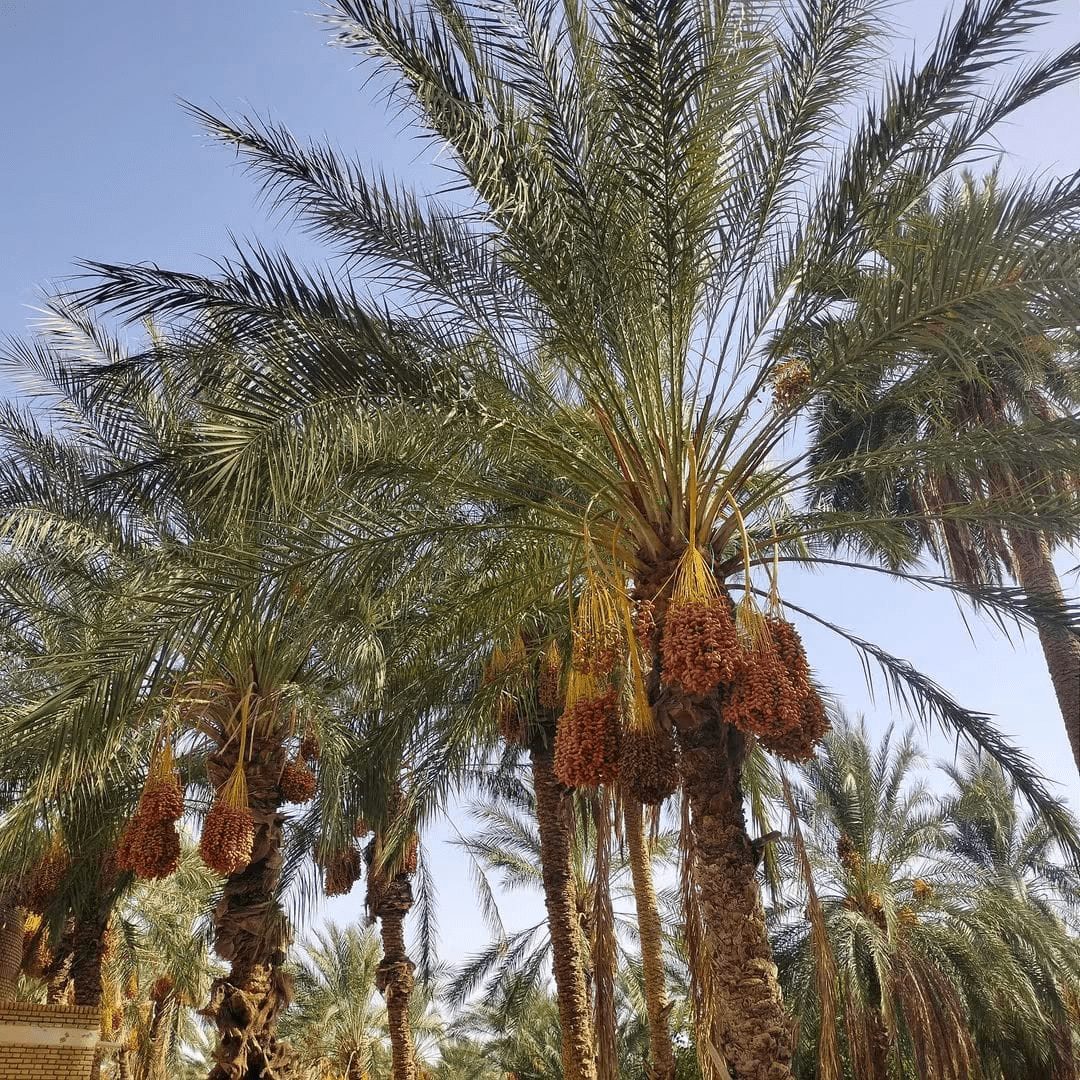 Le Grand Sud tunisien en 8 jours — photo 7